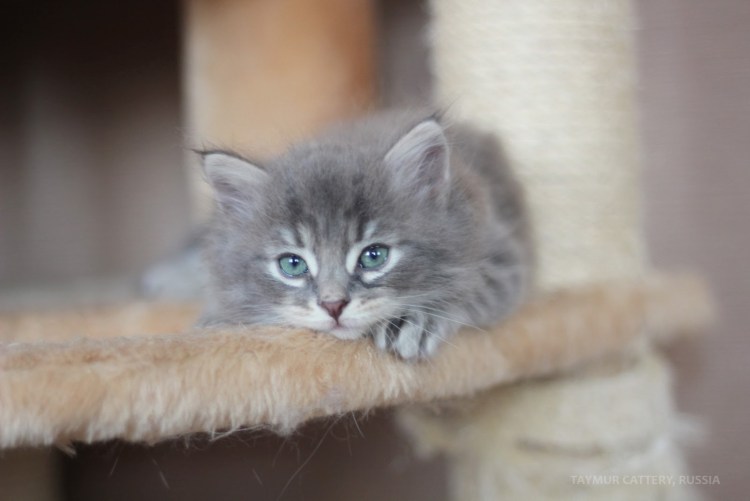 Сибирский котенок серый