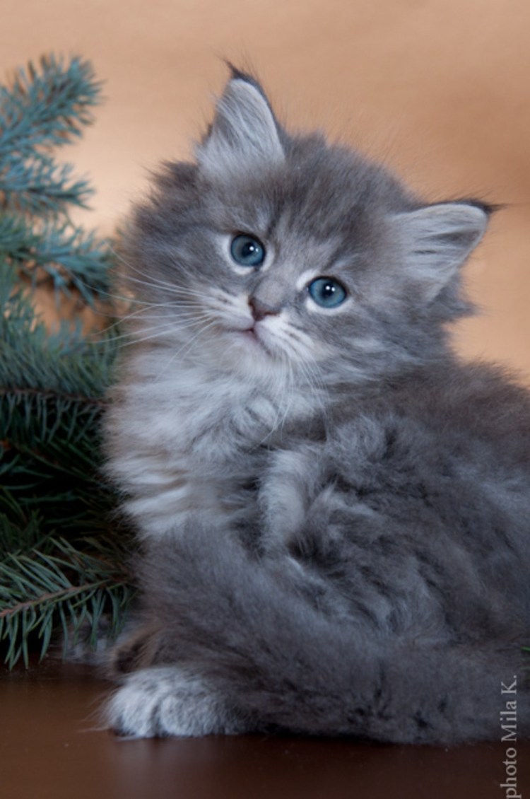 Сибирская голубая таби