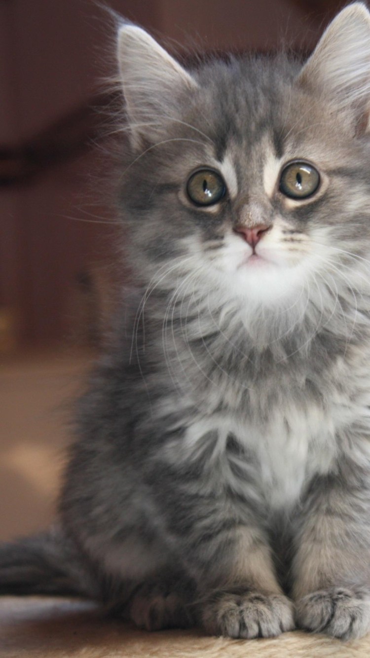 Дымчатый котенок с голубыми глазами