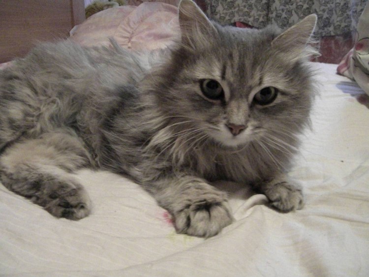 Серо кремово белая Сибирская кошка
