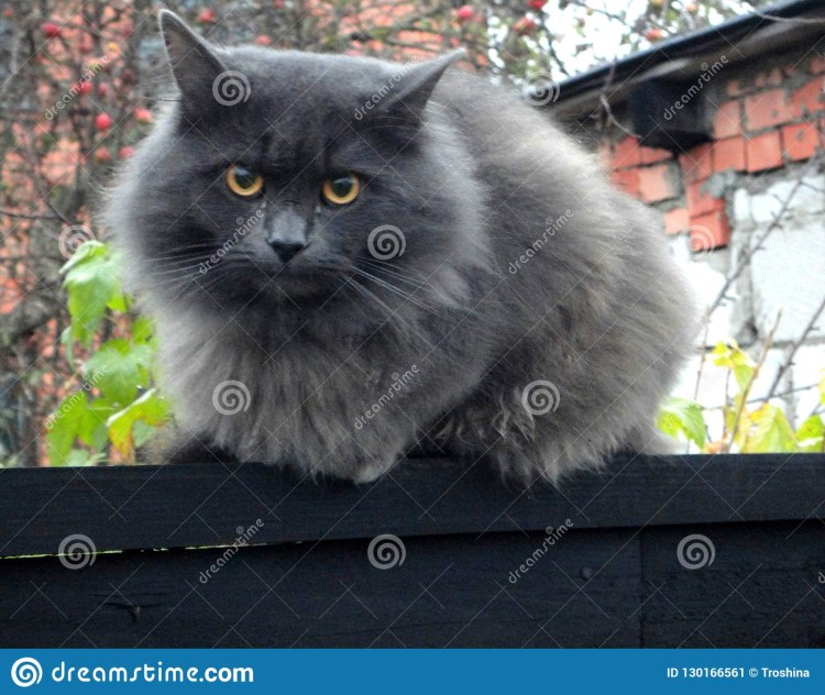 Сибирский кот серый