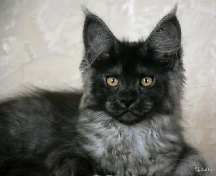 Сибирская длинношерстная кошка