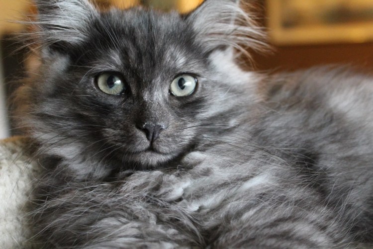 Сибирская кошка серая дымчатая