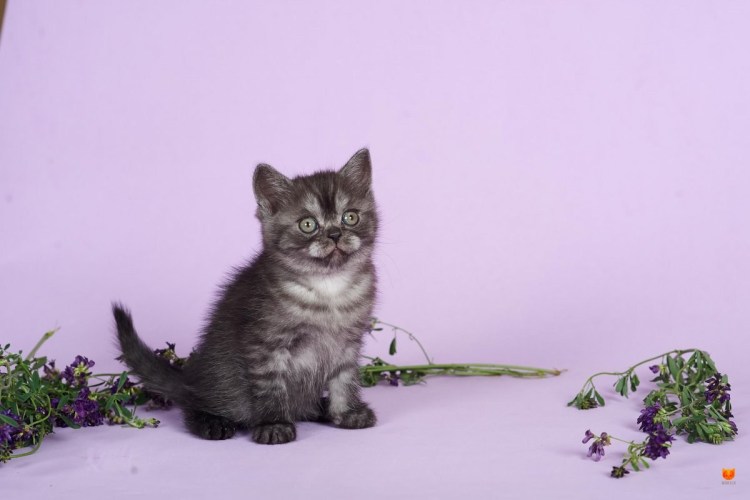 Дымчатый окрас кошек