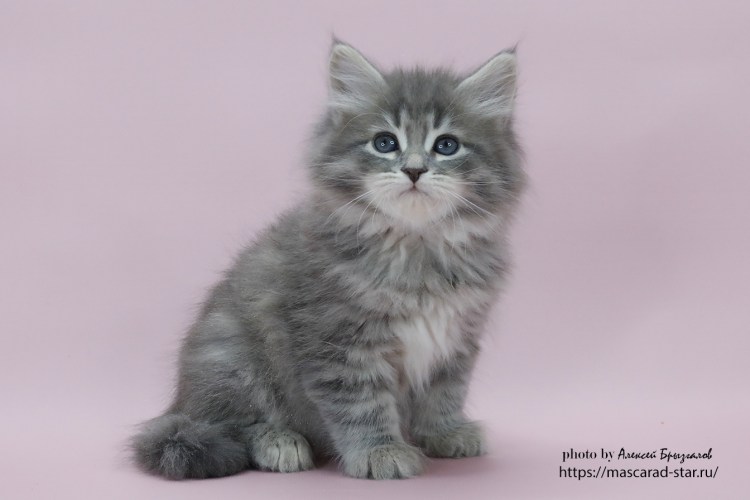 Сибирский кот голубой окрас
