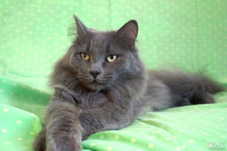 Сибирский кот на руках