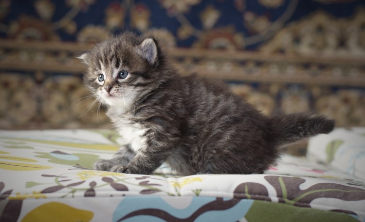 Кот Мейн кун черный дым