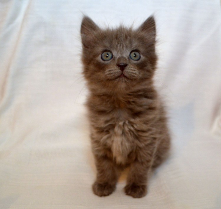 Сибирский котенок 2 месяца