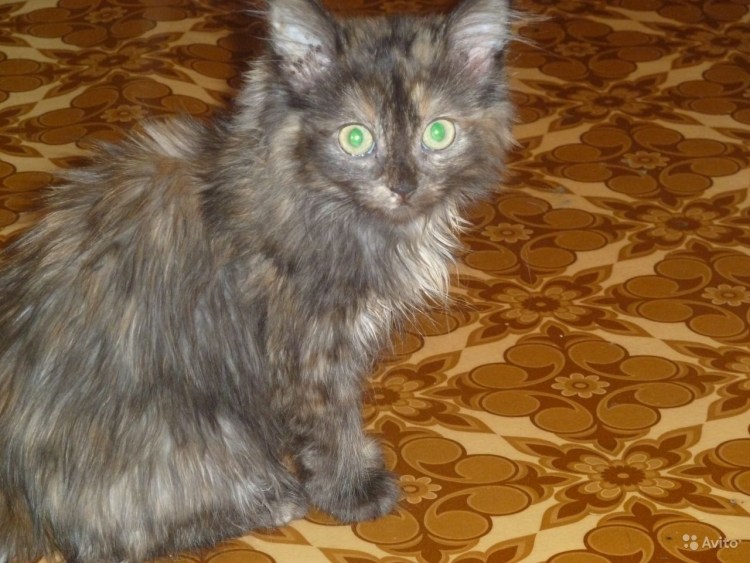 Шотландский хайленд страйт голубой