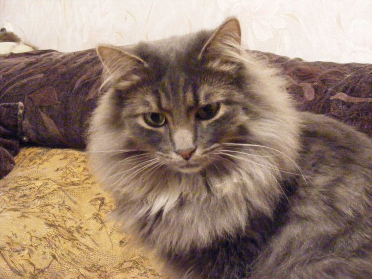 Норвежская Лесная кошка дымчатая