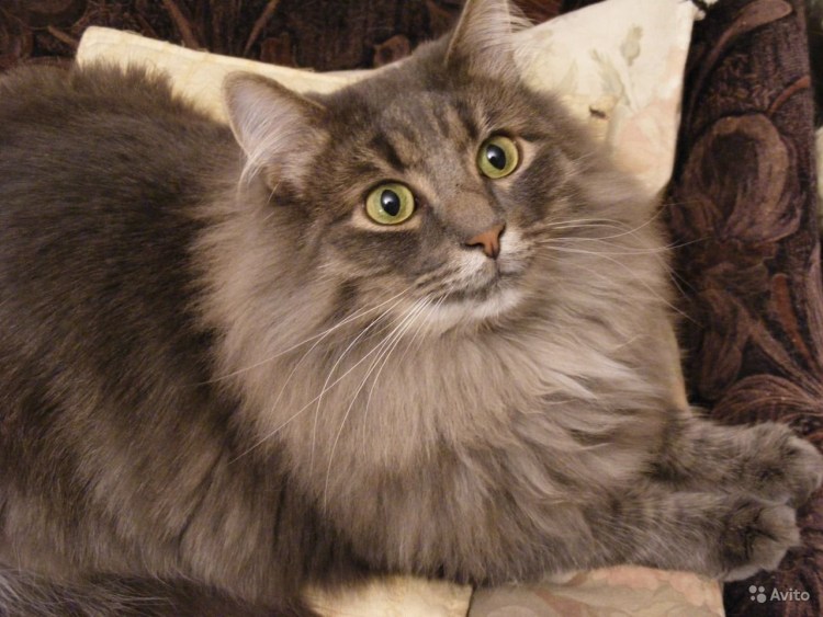 Сибирская длинношерстная