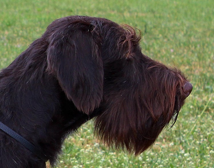 Дратхаар черный лохматый