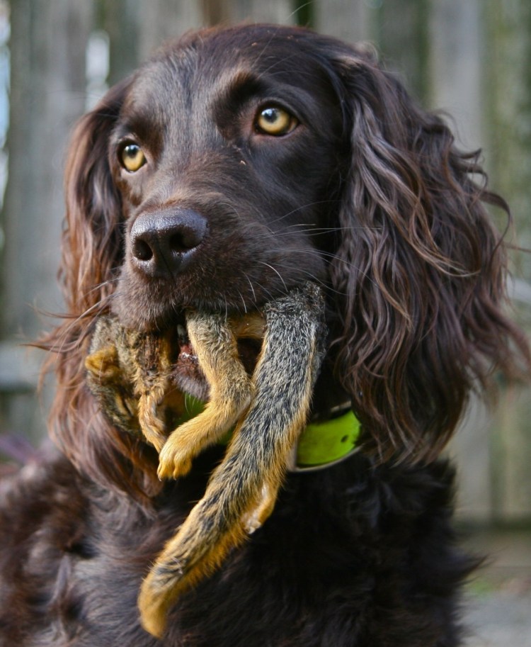 Русский охотничий спаниель