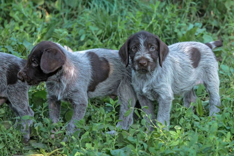 Немецкая легавая дратхаар