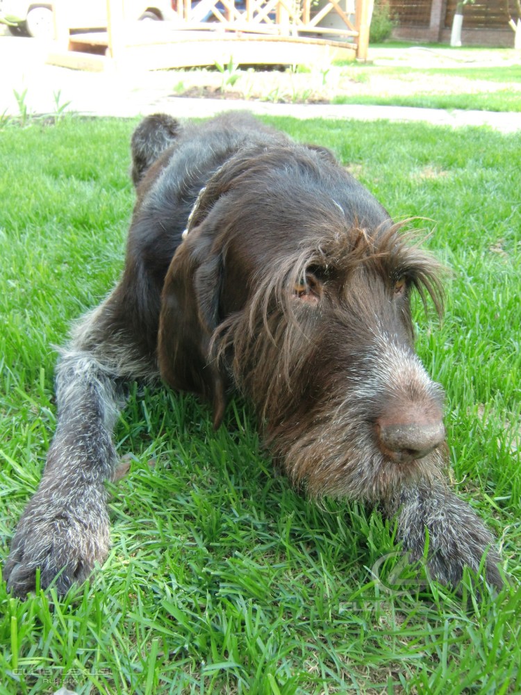 Порода собак дратхаар