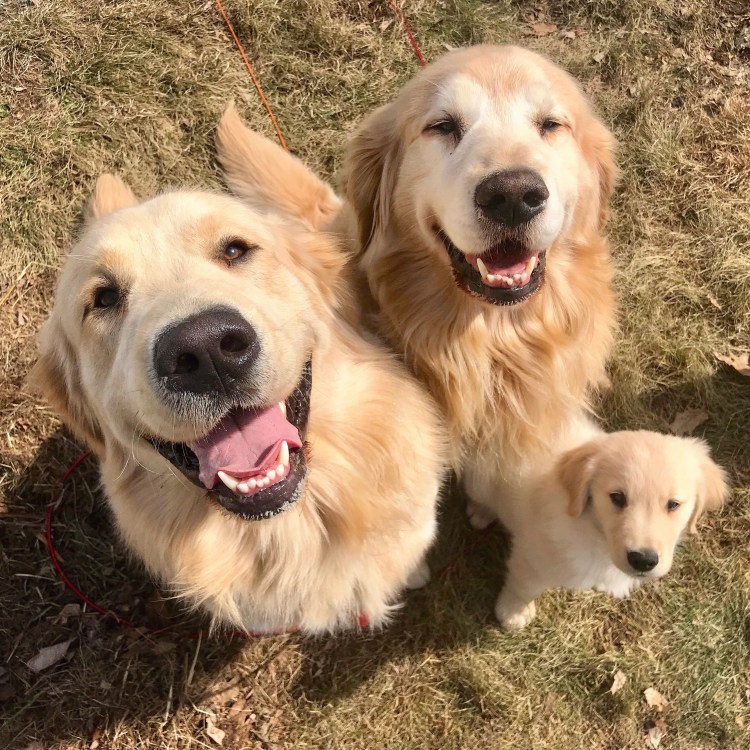 Мальчик с собакой