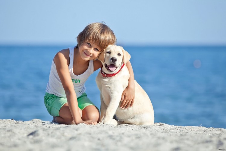 Семья. Домашние животные