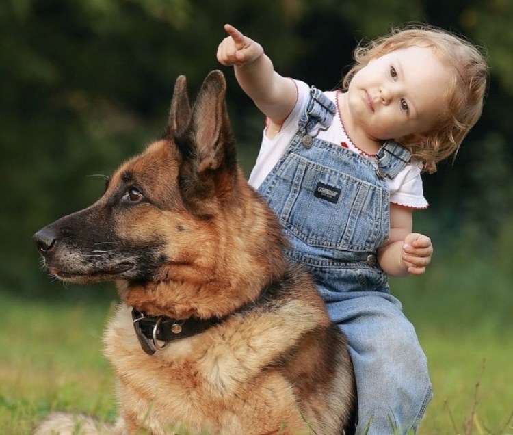 Голден ретривер семья