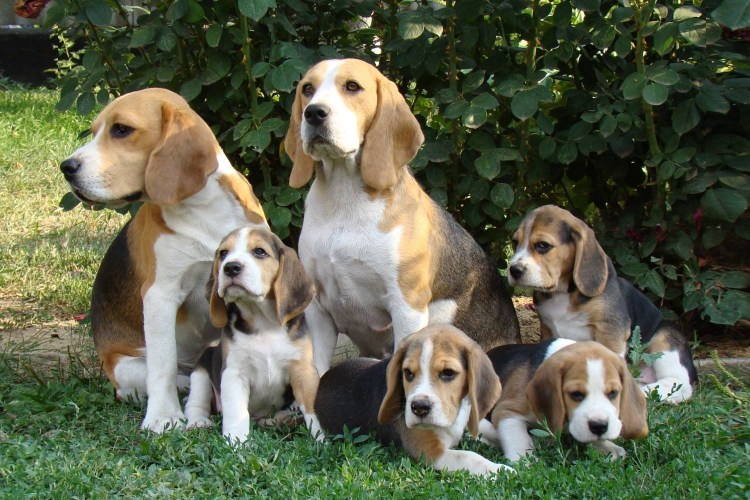 Золотистый ретривер нянька