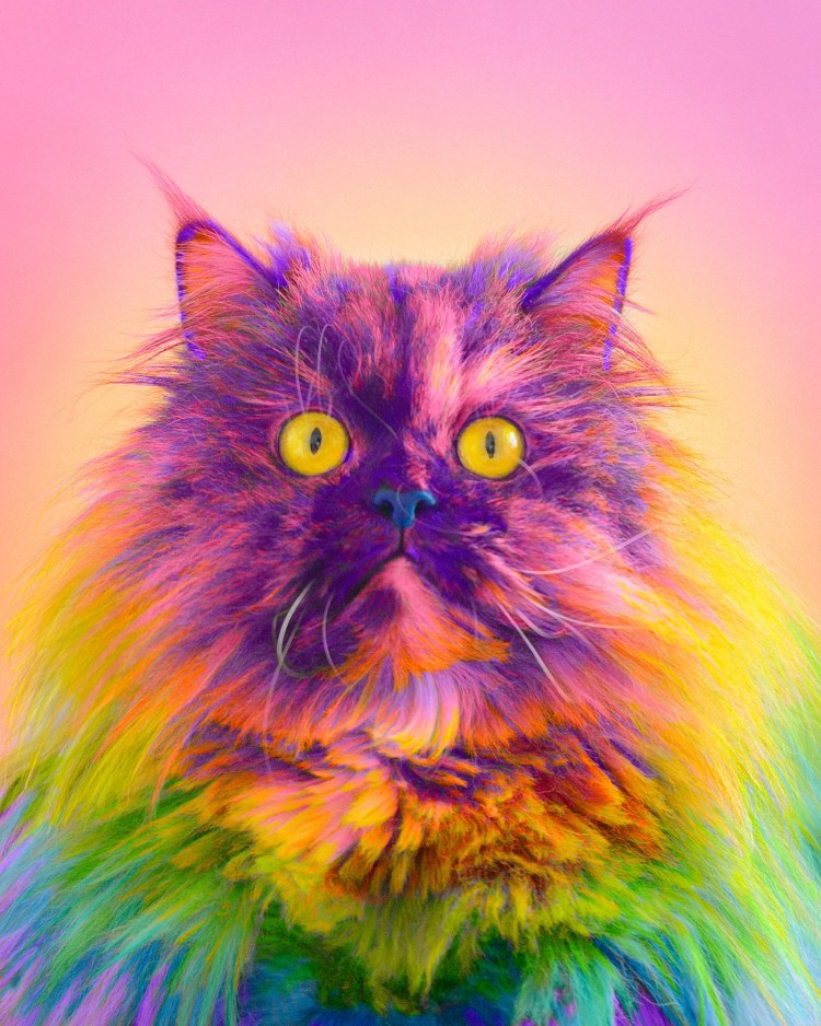 Разноцветная кошка