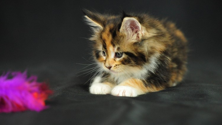 Разноцветные котята