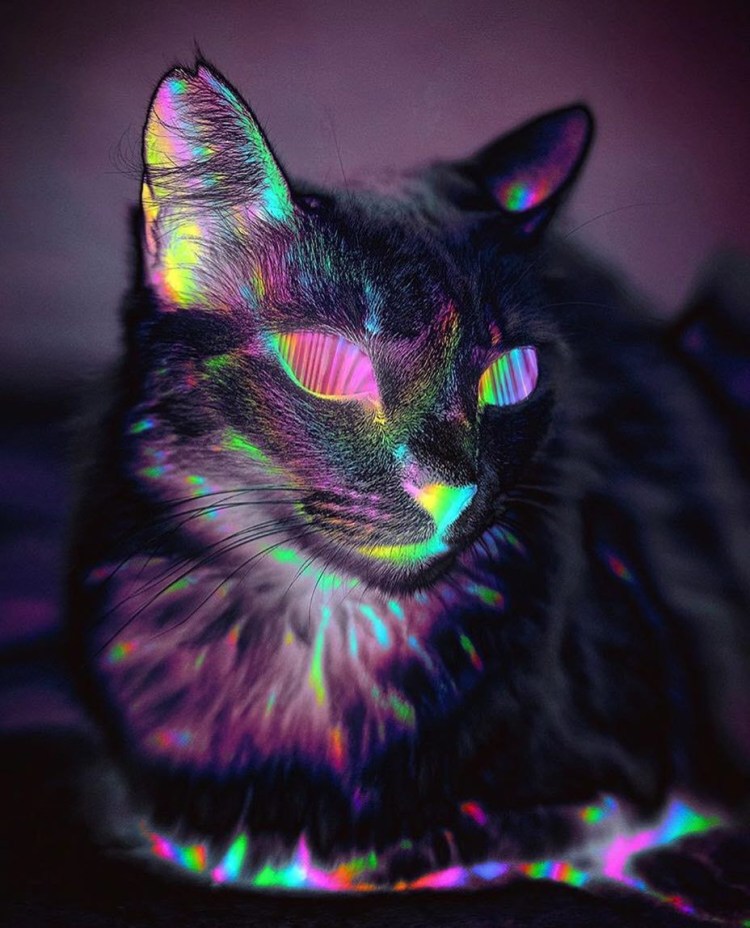 Радужная кошка