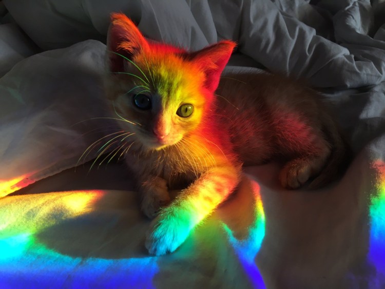 Радужные котята