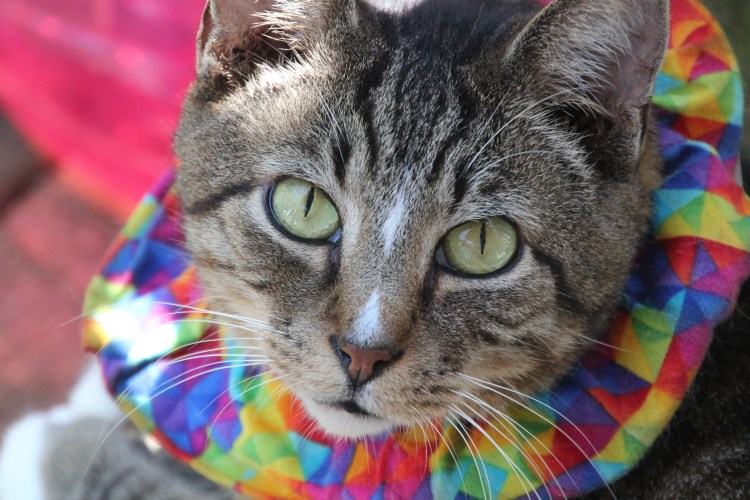 Сибирская кошка трехцветная короткошерстная