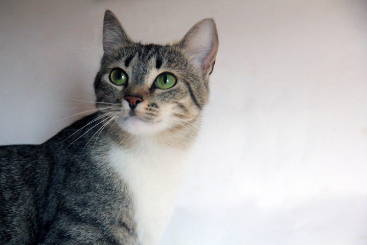 Кошка утончённость