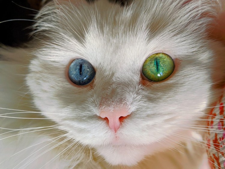 Кошка с изумрудными глазами