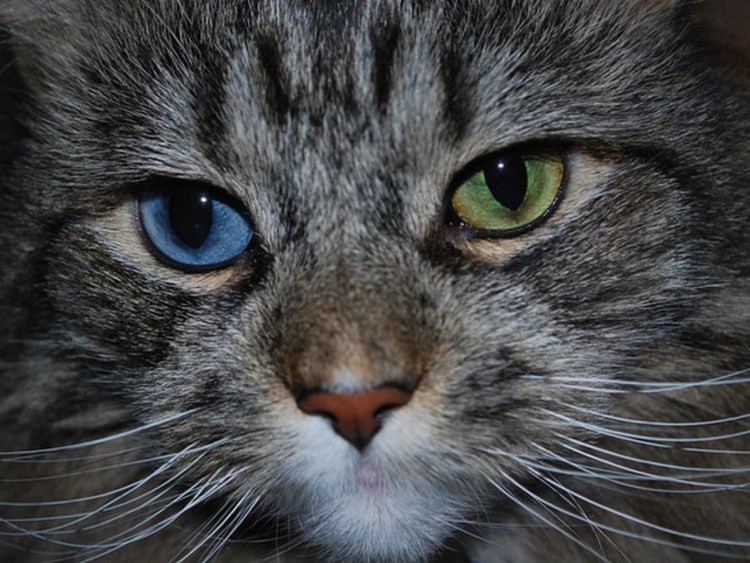 Турецкий Ван гетерохромия