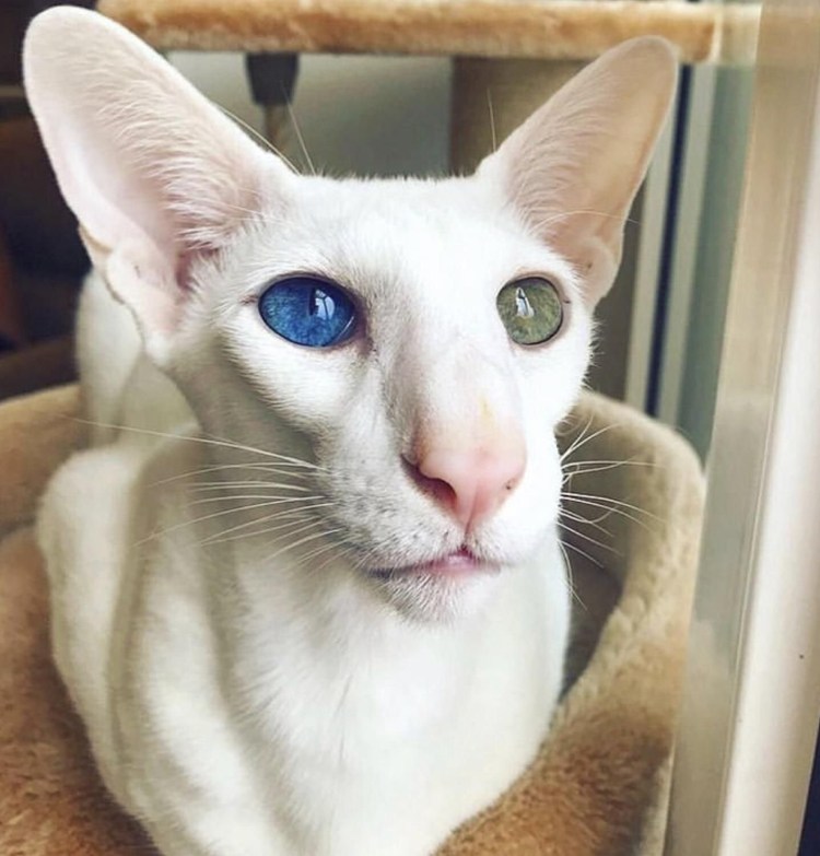 Коты гетерохромия