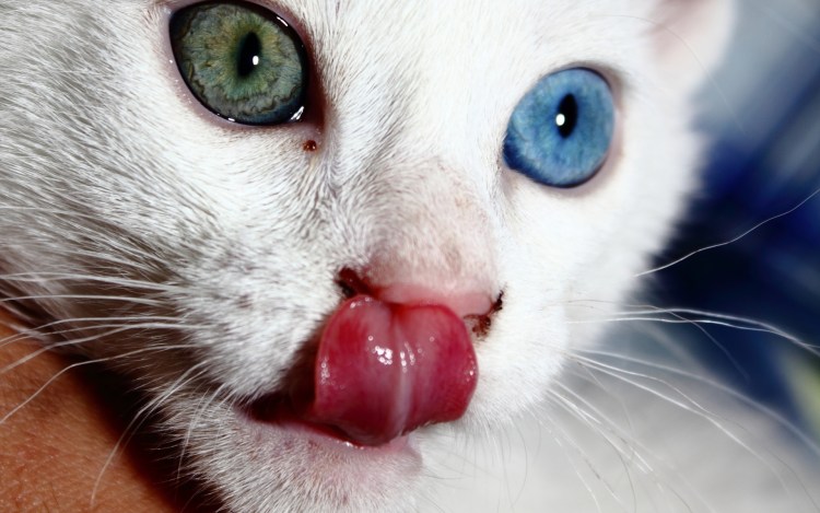 Кот гетерохромия