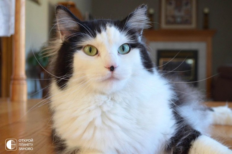 Гетерохромия у британцев