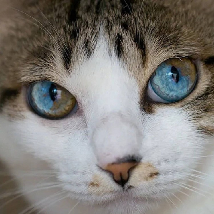 Кошачьи глаза гетерохромия