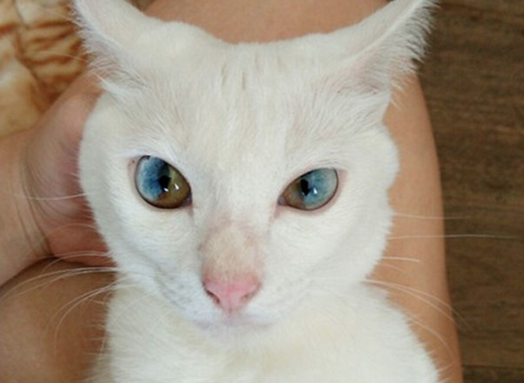 Khao Manee кошка