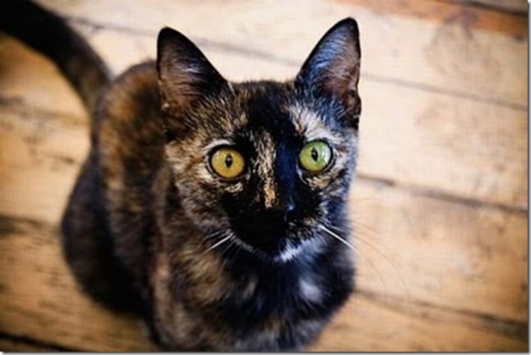 Гетерохромия као мани