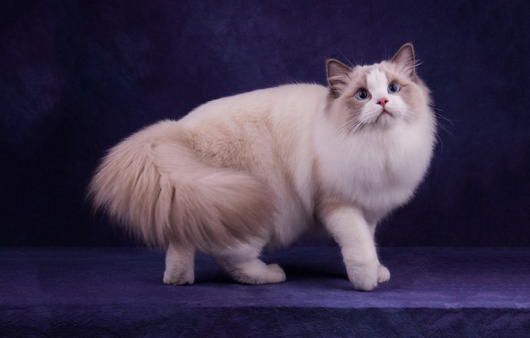 Манчкин Невская маскарадная