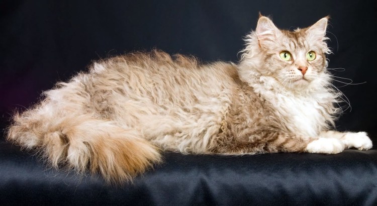 Порода лаперм