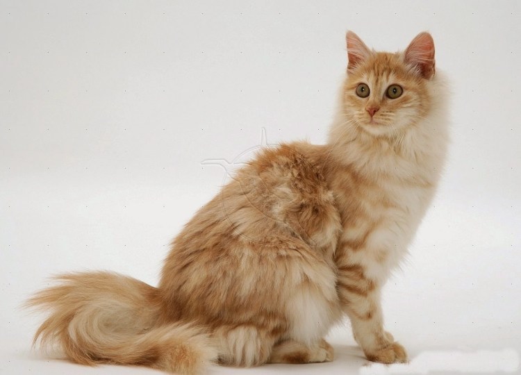 Турецкая ангора кошка рыжая