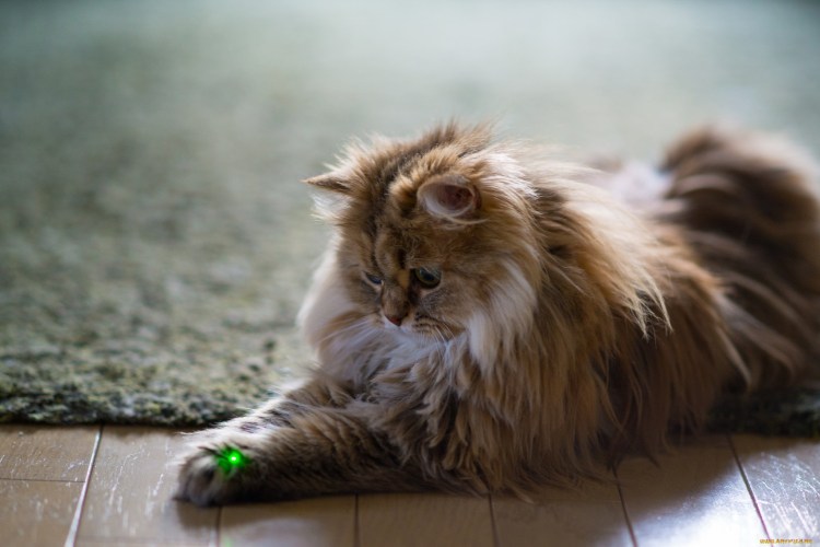 Пушистый кот