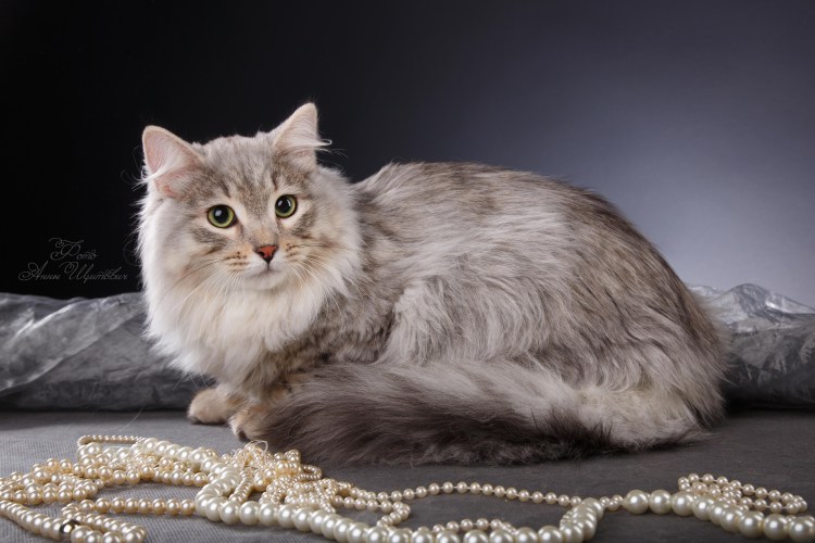 Черная Сибирская кошка sib NS 24