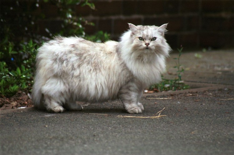 Манчкин кот