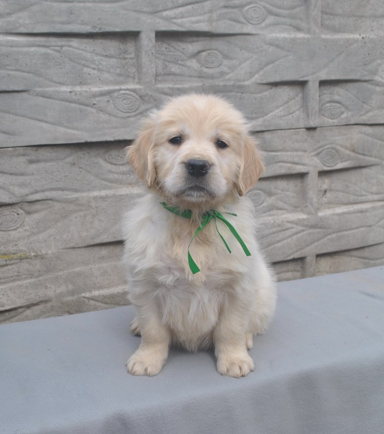 Голден Дудаль порода собак