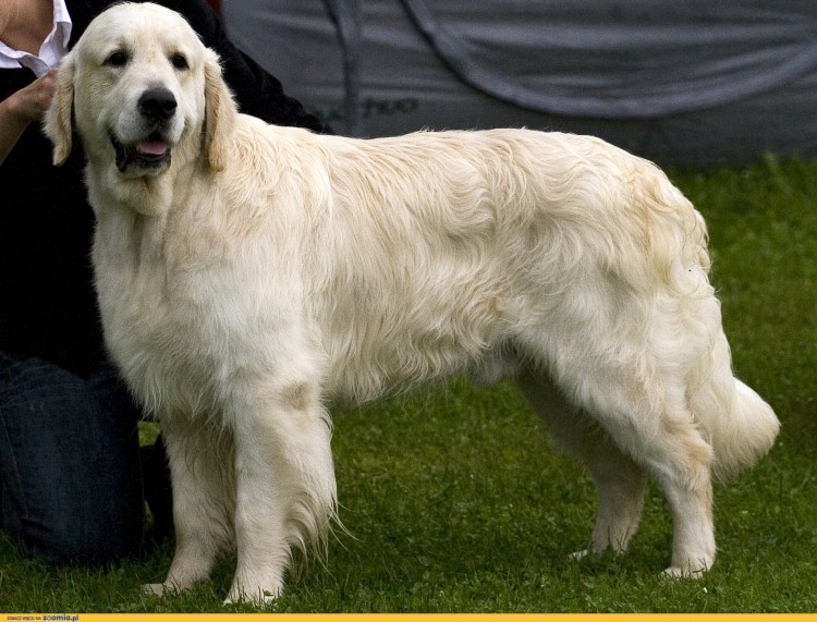 Голден Дудаль