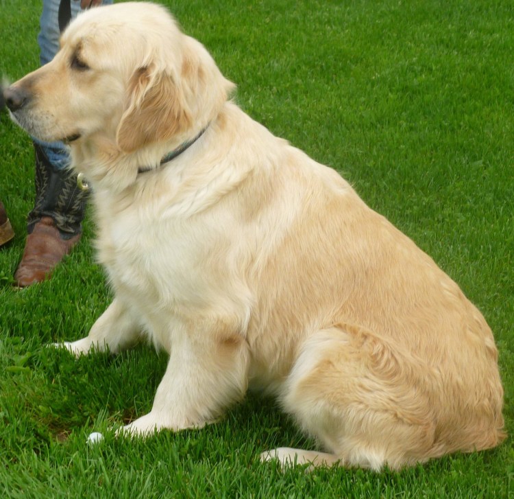 Карликовый лабрадор Голден