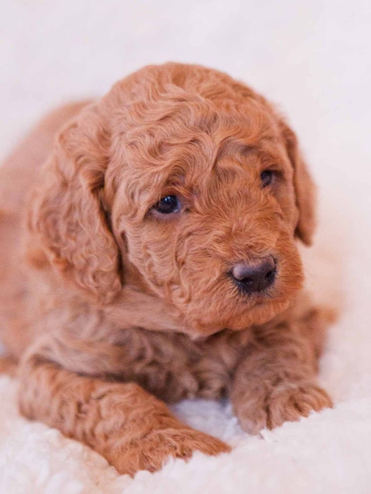 Порода Голден дудль