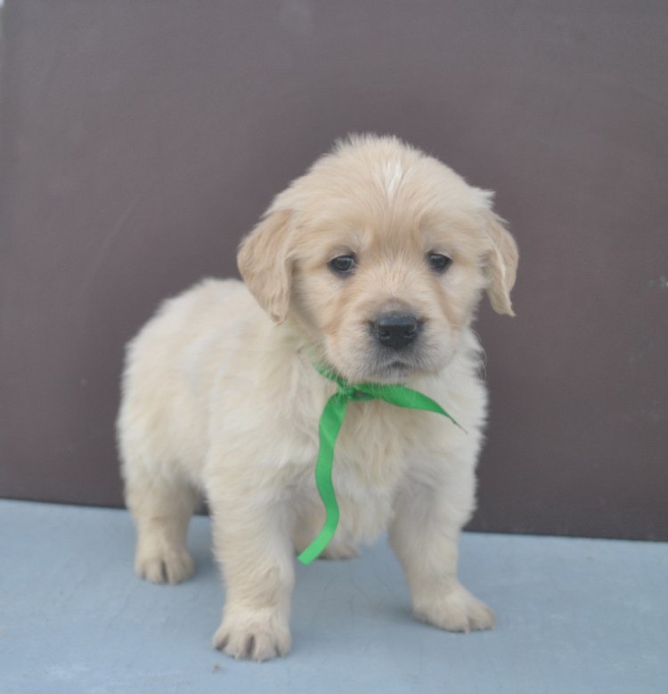 Голден Дудаль