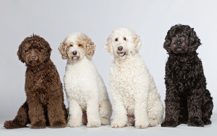 Австралийский лабрадудль