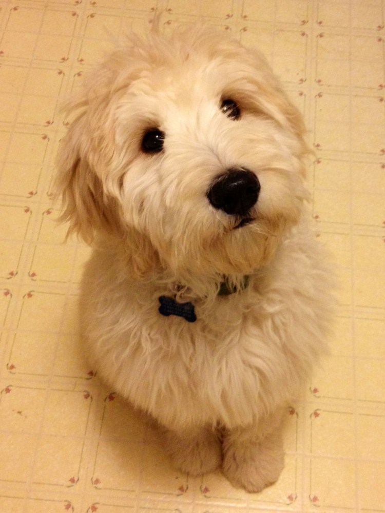 Голден дудл собака